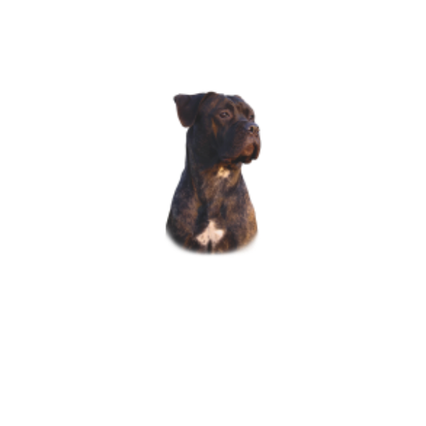 Cane corso motiv
