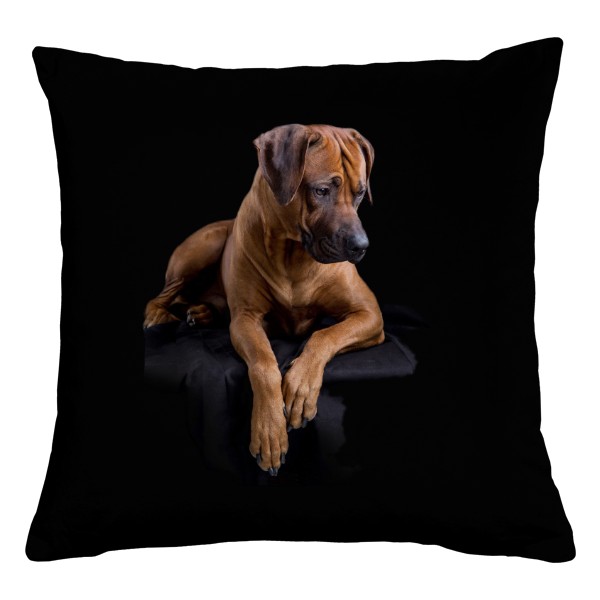 Ležící Ridgeback 