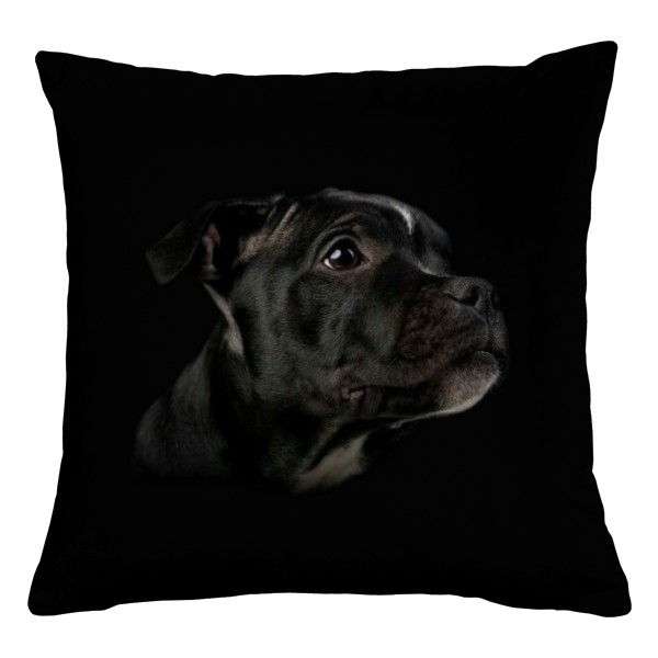 Štěňátko Staffbulíka